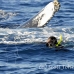 whale_humpback_h_00207_dom2250.jpg